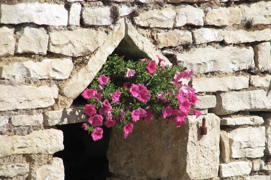pink petunia ruined window Burgundy France