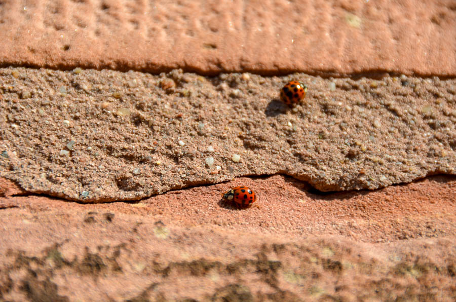Two ladybugs walk on the pink sandstone ledge of the Heiliggeistkirche viewing platform.