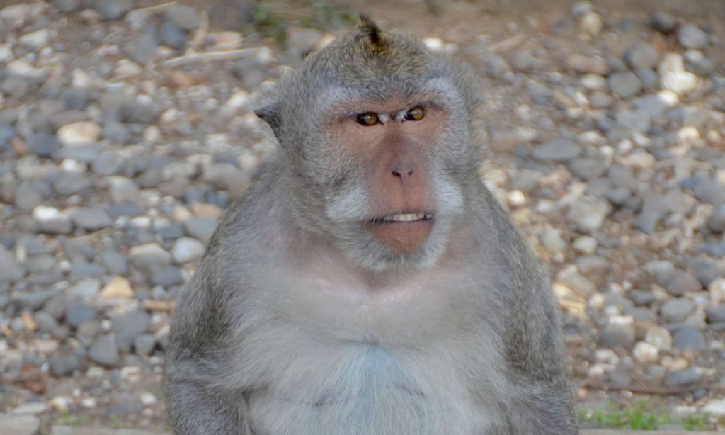 A macaque monkey sits on the grounds of Bali's Uluwatu Temple.