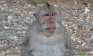 A macaque monkey sits on the grounds of Bali's Uluwatu Temple.