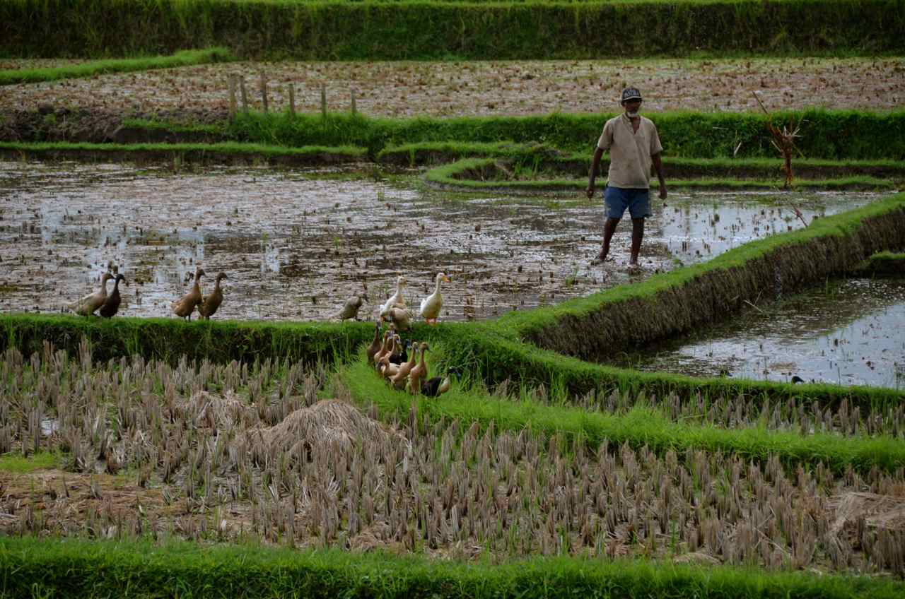 Ubad Rice Photo du Jour: A Rice Paddy Panorama in Ubud, Bali – Travels with Tricia