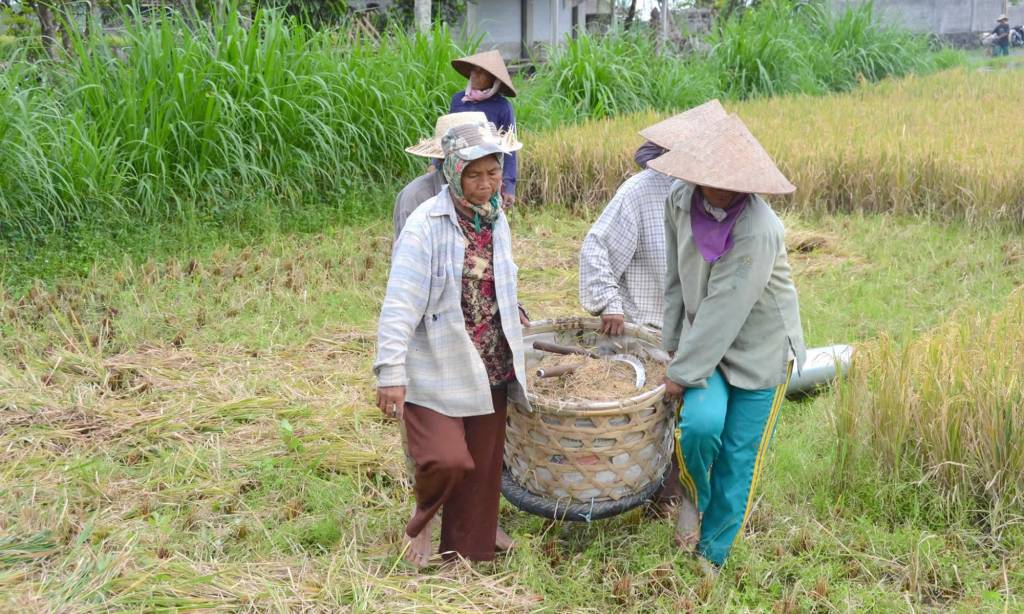 Women carry a basket of rice in Bali, as they prepare to thresh it.
