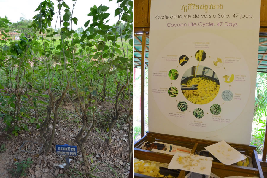 A mulberry bush (left) and a chart illustrating a silkworm / cocoon life cycle.