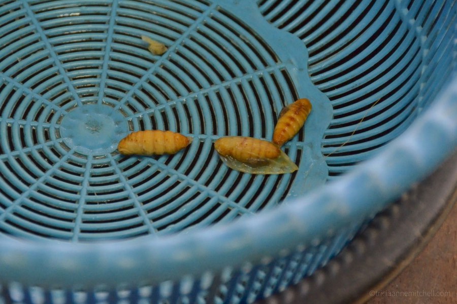 Three boiled silkworms (Bombyx Mori) sit in a basket at a silk farm in Cambodia.