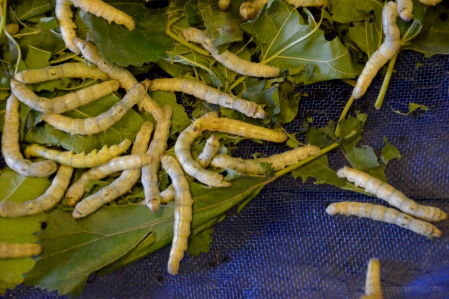 About 20 Bombyx Mori silkworms eat mulberry leaves on a tray on a Cambodian silk farm.