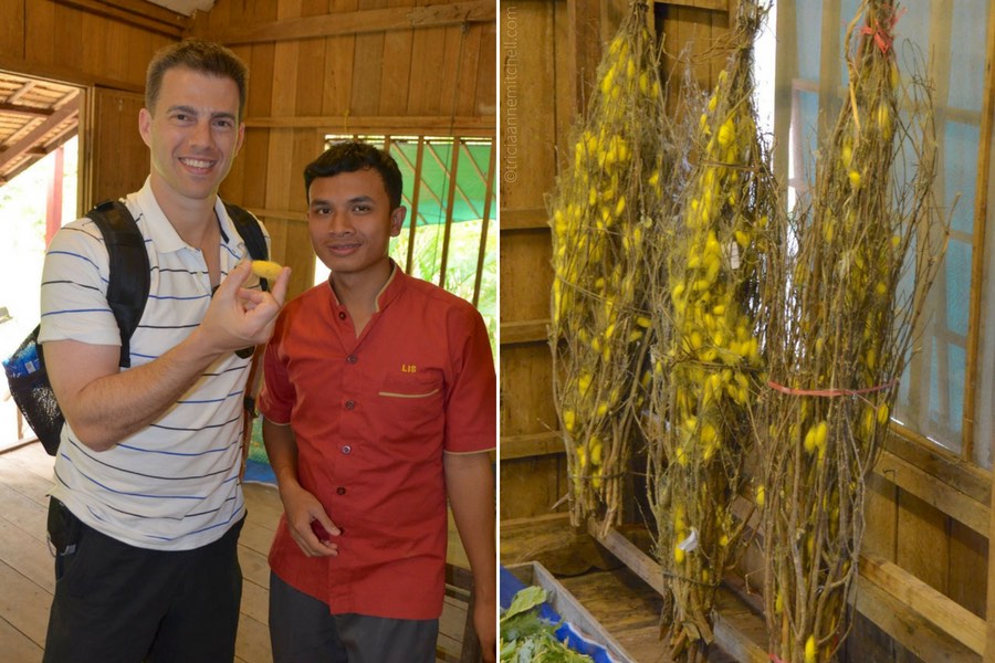 Cambodian silk farm tour Siem Reap