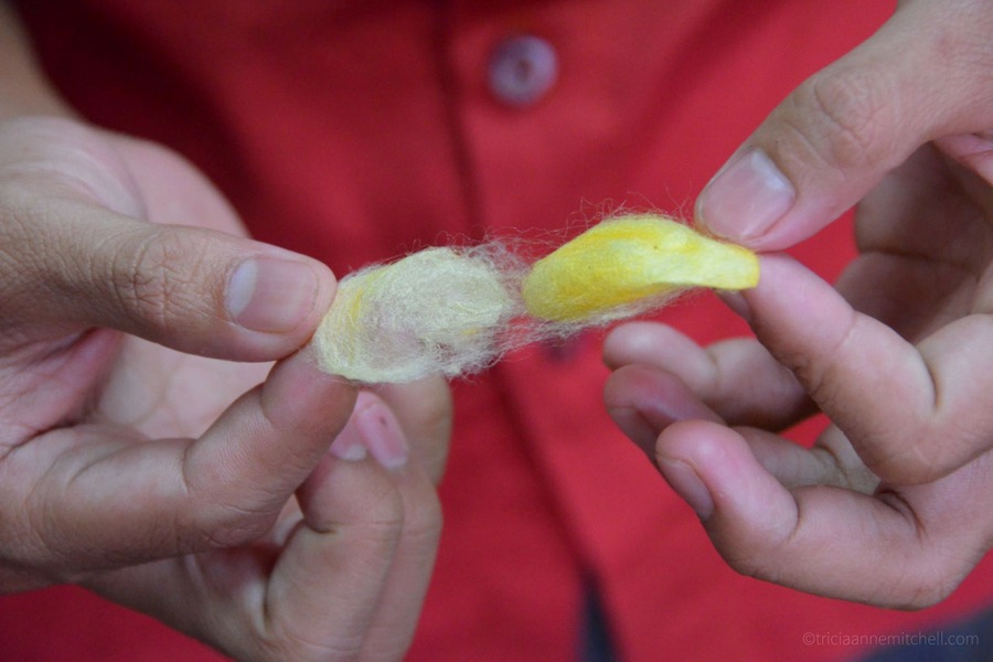 Pulling apart threads of a silkworm cocoon.