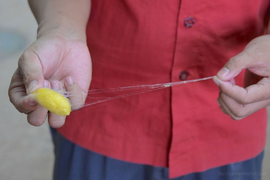 An employee of a Cambodian silk farm shows how to extract a strand of silk from a cocoon.