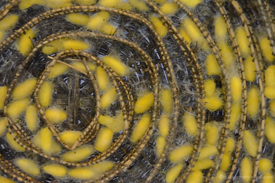 Yellow silkworm cocoons fill a wicker tray in a Cambodian silk making workshop.