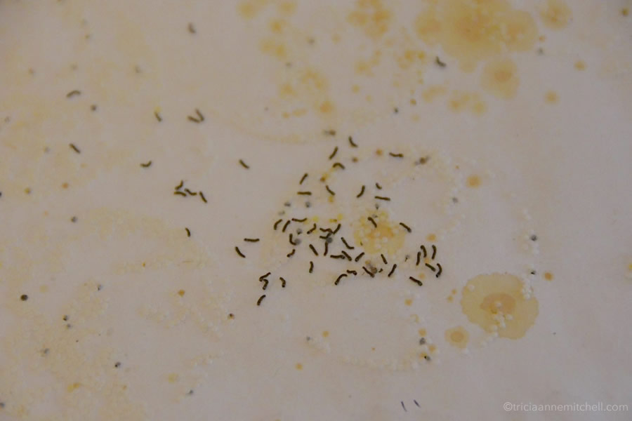 Silkworm larvae emerging from eggs, inside a Cambodian silk-making workshop.