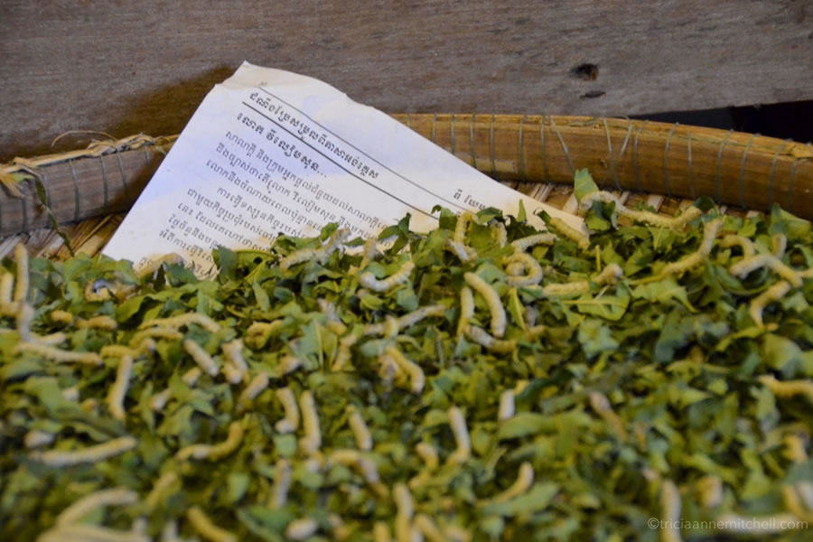 Silkworms eating mulberry leaves on a wicker tray.