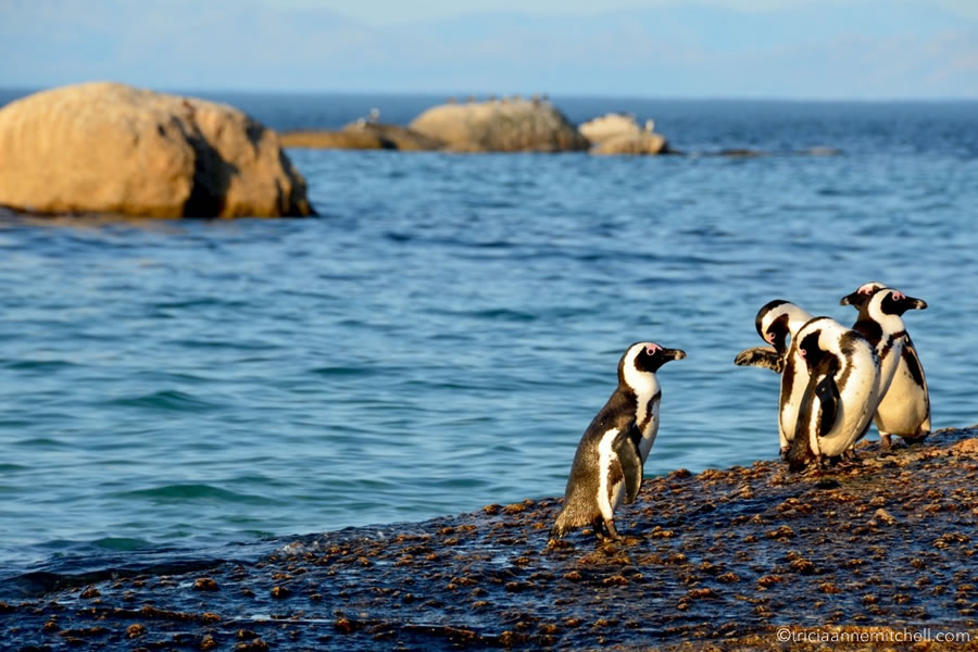 African penguins walk on the rocks near Simons Town, South Africa.