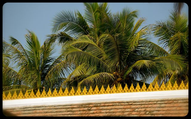 Palm Trees in Luang Prabang