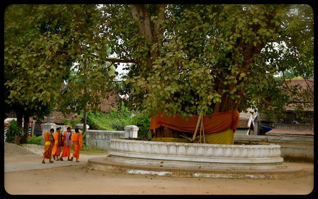 Monks Walking Round Sacred Tree in Luang Prabang