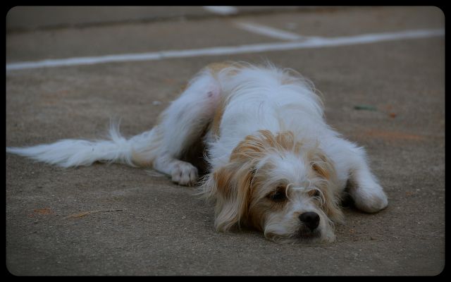 Dog in Luang Prabang
