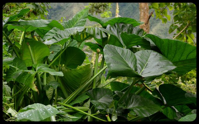 Batad Terrace Foliage