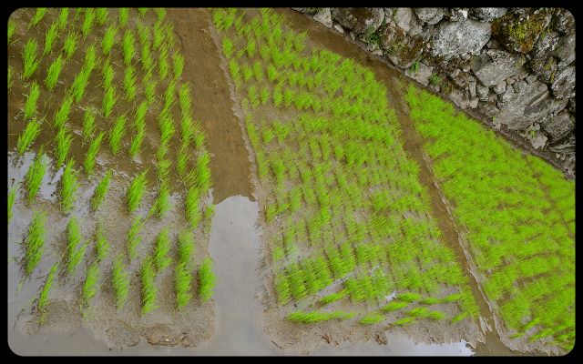 Rice planted in Batad terraces