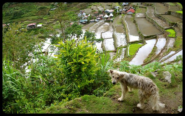 Dog overlooking terraces in Batad