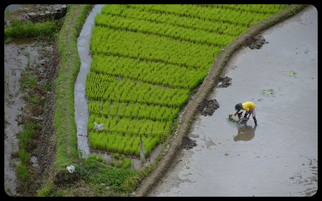 Hunting for snails in Batad Terraces