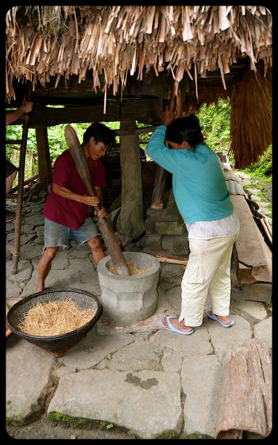Threshing rice in Batad