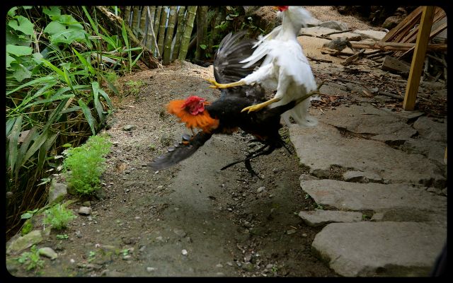 Roosters fighting in Batad