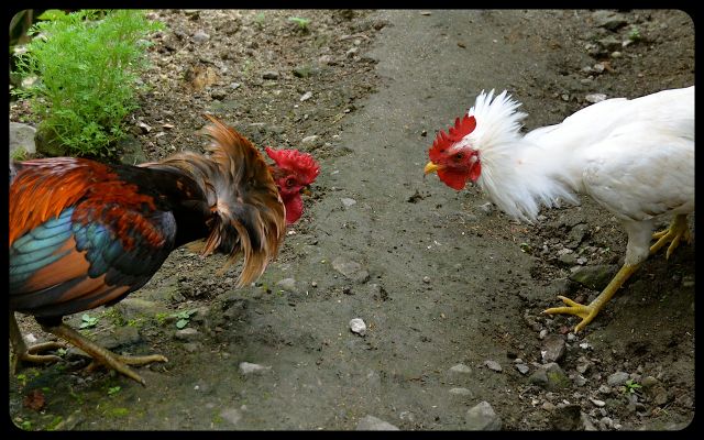 Roosters Fighting in the Philippines - Batad