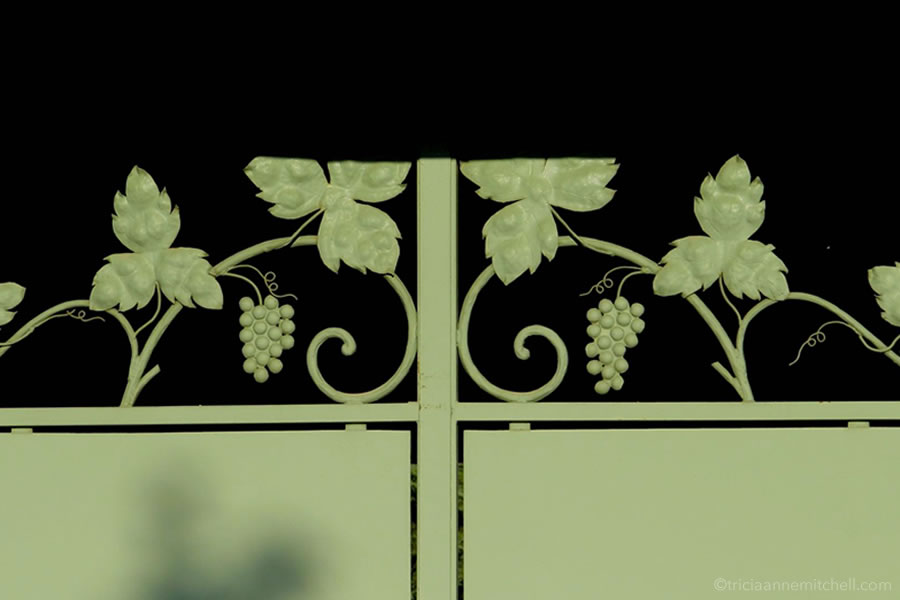 grapevine green gate Burgundy France