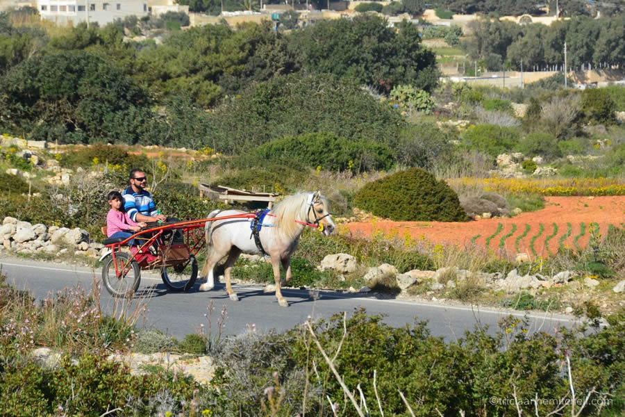 A man and a child ride in a horse-drawn sulky cart, in Malta