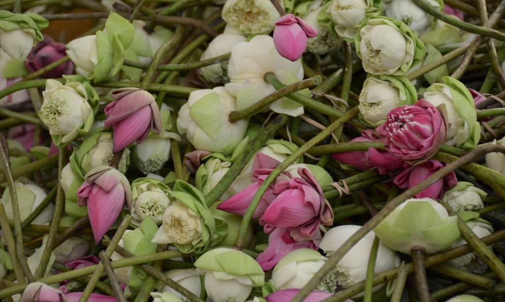 A pile of lotus buds in Phnom Penh, Cambodia.
