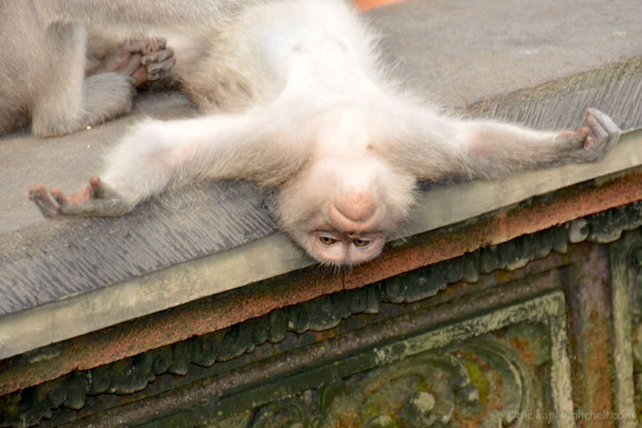 Balinese macaque monkey Ubud Monkey Forest