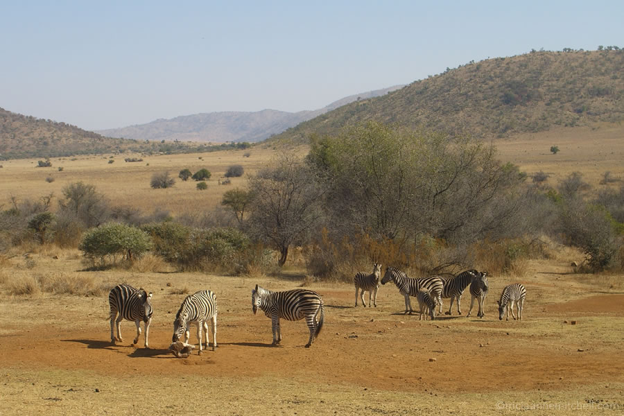 zebras Pilanesberg National Park and Game Reserve