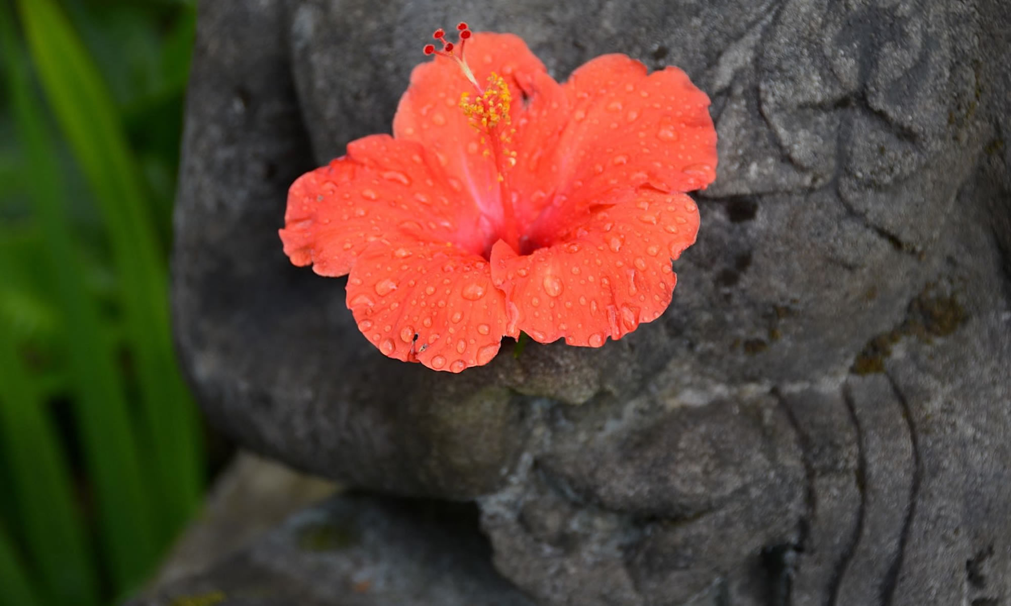 A red Hibiscus flower is placed in the hands of a statue in Ubud, Bali.