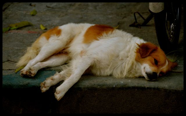 Dog napping in Hoi An Vietnam Dog napping in Hoi An Vietnam