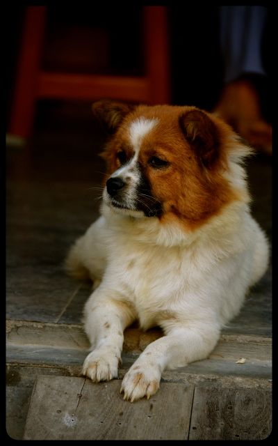 Dog resting in Hoi An Vietnam Dog resting in Hoi An Vietnam