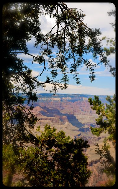Grand Canyon as seen through silhouette of evergreen Grand Canyon as seen through the silhouette of an evergreen branch