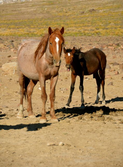 Horse colt and adult