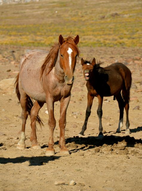 Horse colt and adult