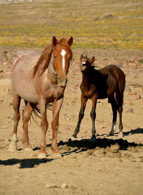 Horse colt and adult