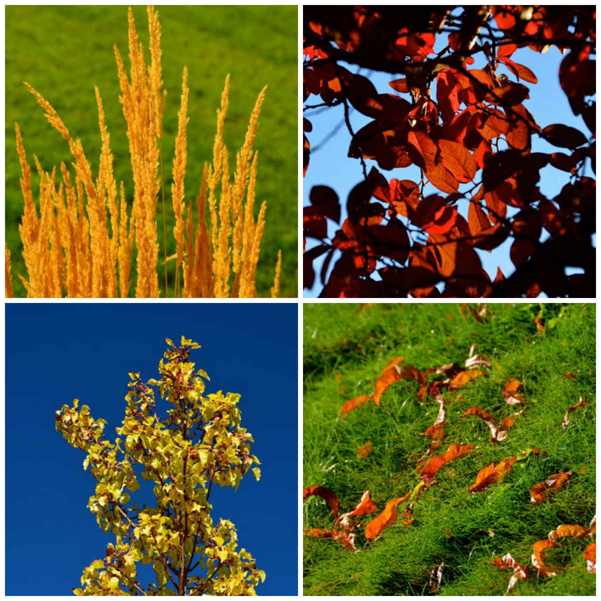 autumn leaves collage reno nevada