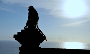 A Balinese macaque (monkey) sits on a column looking out at the ocean at the Uluwatu Temple.