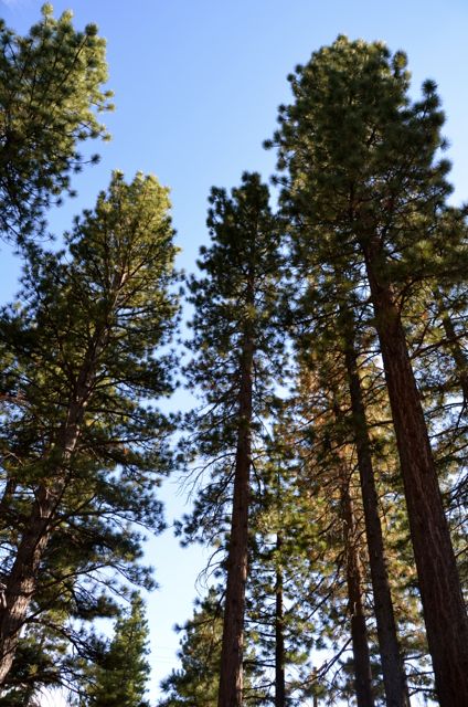 Lake Tahoe Trees