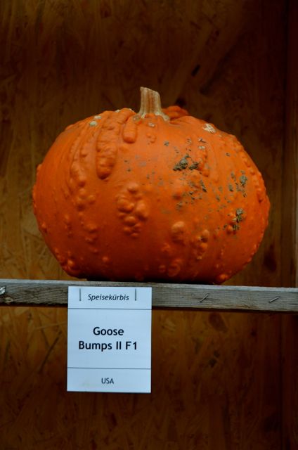 An orange pumpkin from the USA, and called "Goose Bumps II" is on display at the Ludwigsburg Pumpkin Fest.