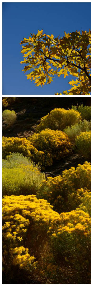 yellow leaves and rabbit brush in high desert