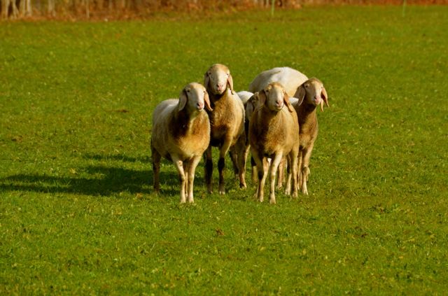Oberammergau sheep in countryside