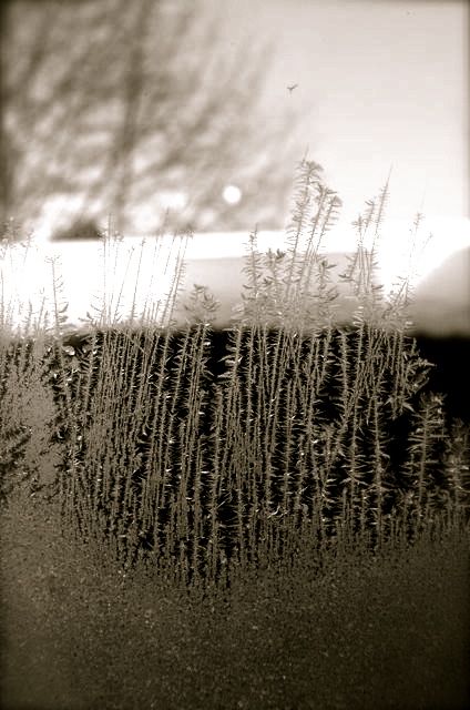 frost on oberammergau window