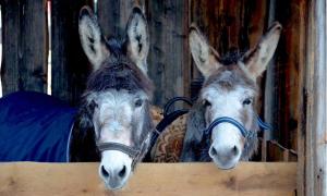 A pair of donkeys, standing in a stable in Oberammergau, Germany, look directly at the camera.