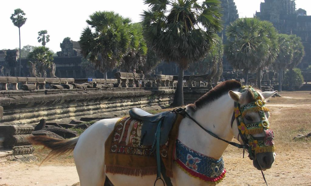 A horse stands in front of Angkor Wat, in Cambodia.