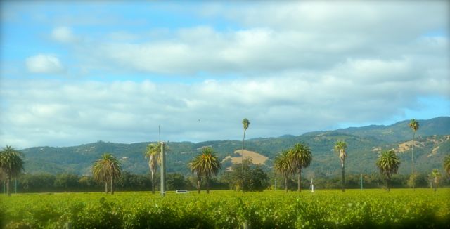 Palm trees tower over vineyards in California's Napa Valley.