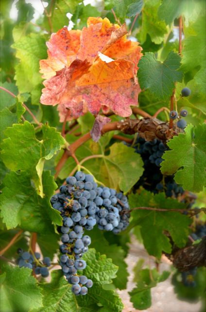 A cluster of grapes hangs on the vine, underneath a reddish-yellow leaf, in Napa Valley.