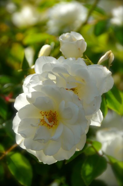 White roses at Ledson Winery.